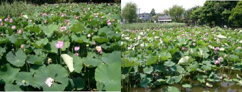 桜小路公園のハスの写真です。